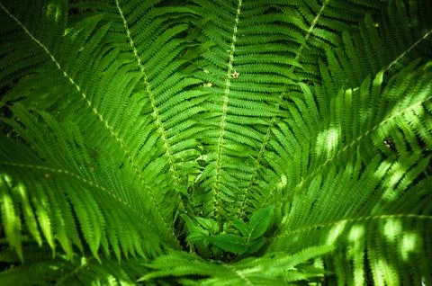 Fern leaves, the close up Stock Photos