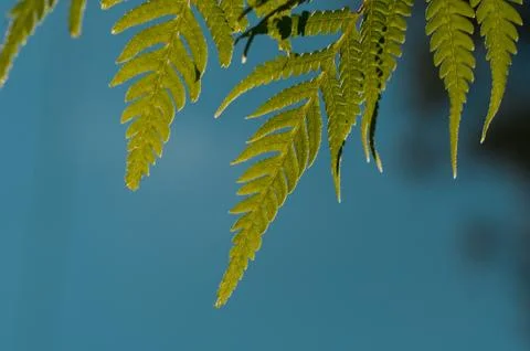 Fern leaves close up Stock Photos