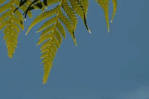 Fern leaves close up Foto stock