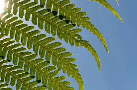 Fern leaves close up Stock Photos