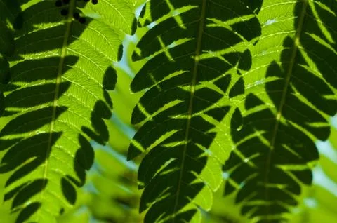Fern leaves close up Stock Photos