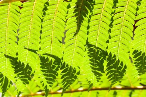 Fern leaves close up Stock Photos