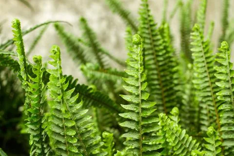 Fern leaves in a close up view Foto stock