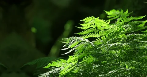 Fern leaves dark background 01 Stock Footage 172543910