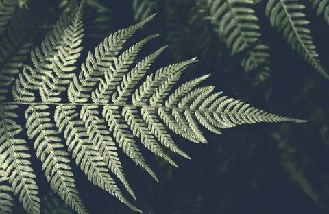 Fern leaves on a dark background in the forest. Beautiful green background. D Stock Photos