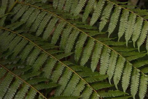 Fern Leaves Diagonal Pattern Texture Background Stock Photos