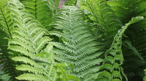 Fern leaves Stock-Footage 61344769