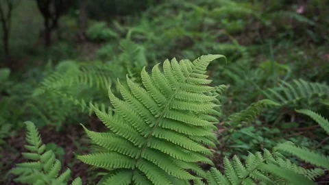 Fern leaves Stock Footage 228014262