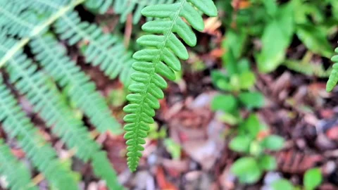 Fern leaves Stock Footage 329907618