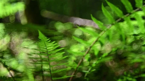 Fern leaves in a forest with bokeh 스톡 동영상 217377937