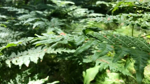 Fern Leaves in the Forest close-up Stock Footage 98368525