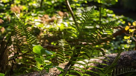Fern leaves in forest. Stock Footage 58696946