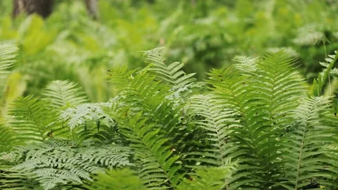 Fern leaves in the forest Stock Footage 137228541