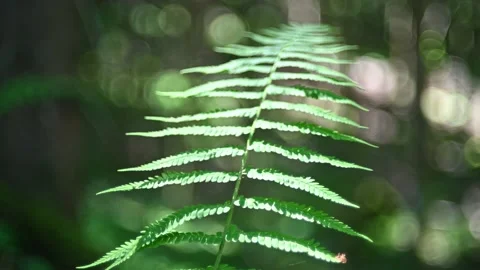 Fern leaves in forest Video stock 217380645