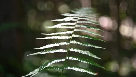 Fern leaves in forest Video stock 217380741