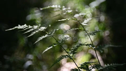 Fern leaves in forest 스톡 동영상 217380813