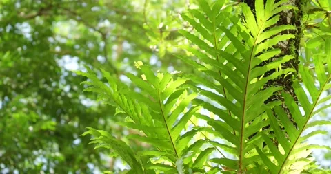 Fern leaves in the forest. Stock Footage 281352027