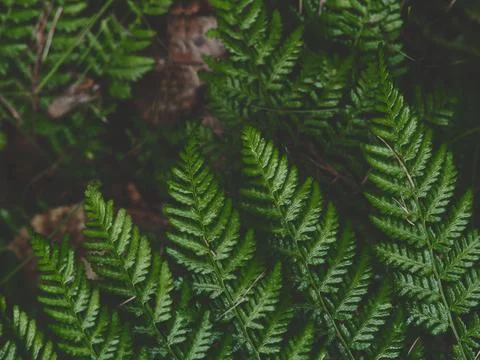 Fern Leaves in Forest Light Stock Photos