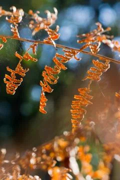 Fern leaves in forest Stock Photos