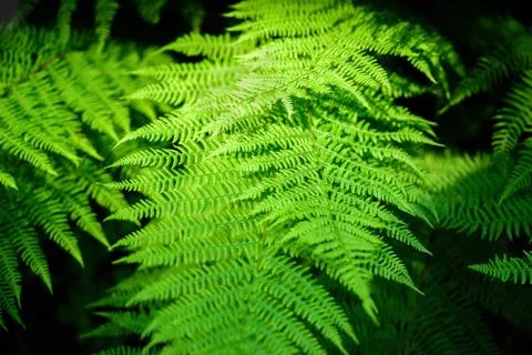 Fern leaves in forest Stock Photos