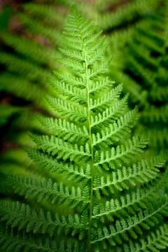 Fern leaves in forest Stock Photos