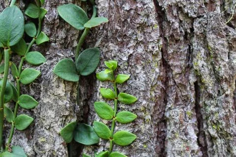 Fern leaves in the forest Stock Photos