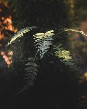Fern leaves in a forest Stock Photos