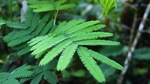 Fern Leaves in Forest Setting. Stock Footage 289434692