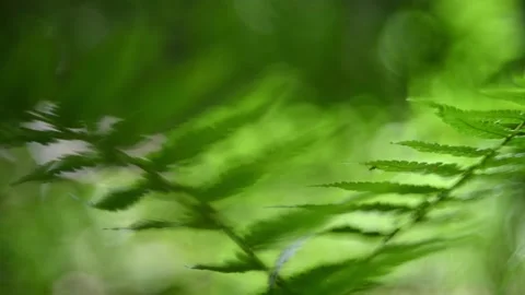Fern leaves in a forest in summer Video stock 217377805
