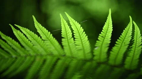 Fern leaves in a forest in summer Video stock 217377861