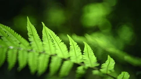 Fern leaves in a forest in summer Video stock 217377979