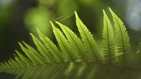 Fern leaves in a forest in summer Stock-Footage 217377983