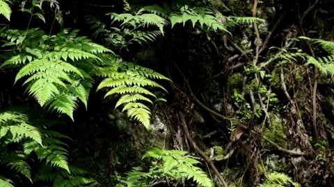 Fern leaves in the forest swaying in the wind Stock Footage 297633904