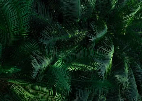 Fern leaves in forest texture background. Dense dark green fern leaves in g.. Stock-Fotos