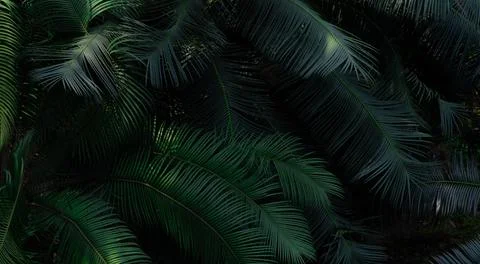 Fern leaves in forest texture background. Dense dark green fern leaves in g.. Stock-Fotos