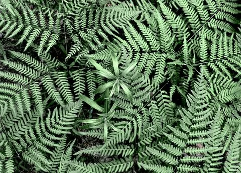 Fern leaves form lush pattern. Green foliage with vibrant tropical texture Foto stock