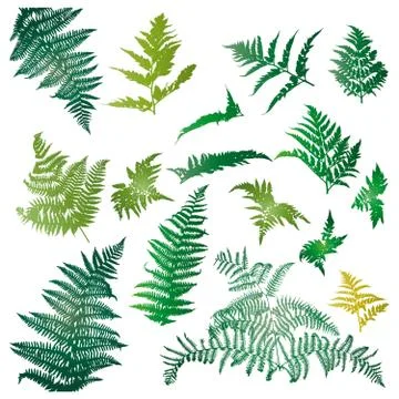 Fern leaves Stock Illustration