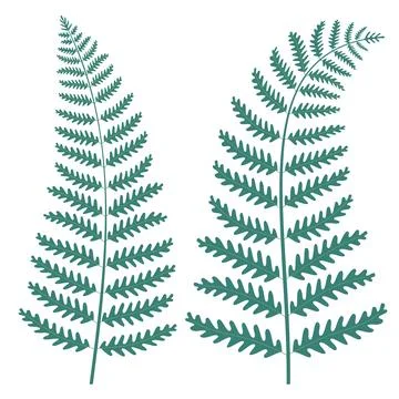 Fern leaves. Isolated on white. Vector illustration. Stockillustratie