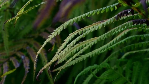 Fern leaves, light breeze Stock Footage 115104752