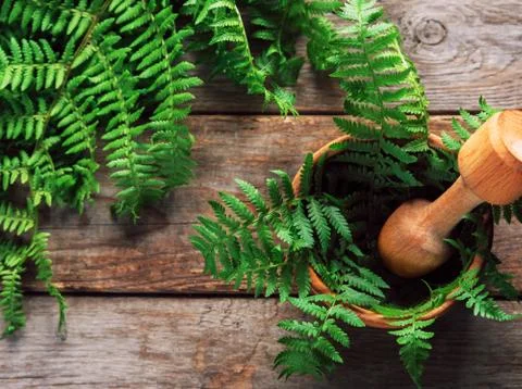 Fern leaves in mortar Stock Photos