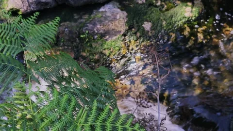 Fern leaves over a stream. Stock Footage 134123753