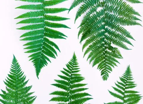 Fern leaves pattern isolated on white background. Flat lay, top view Stock Photos