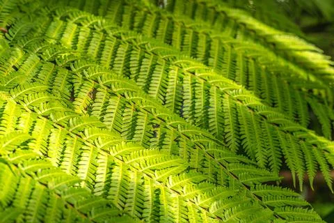 Fern leaves pattern nature background. Tropical green leaf plant texture. Stock Photos