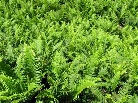 Fern leaves Stock Photos