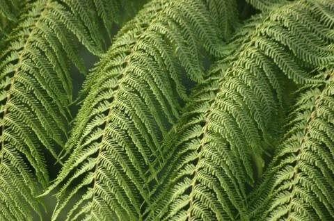 Fern Leaves Stock Photos
