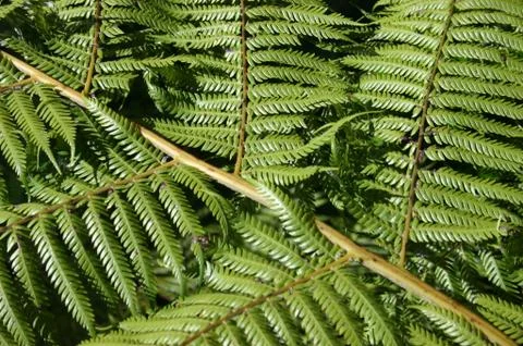 Fern Leaves Stock Photos