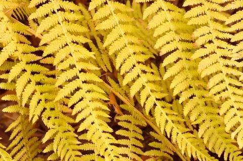 Fern leaves Foto stock