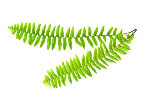 Fern leaves Stock Photos