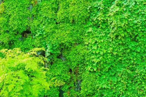 Fern leaves Stock Photos