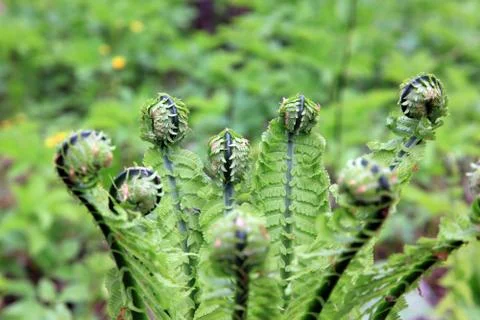 Fern leaves Stock Photos